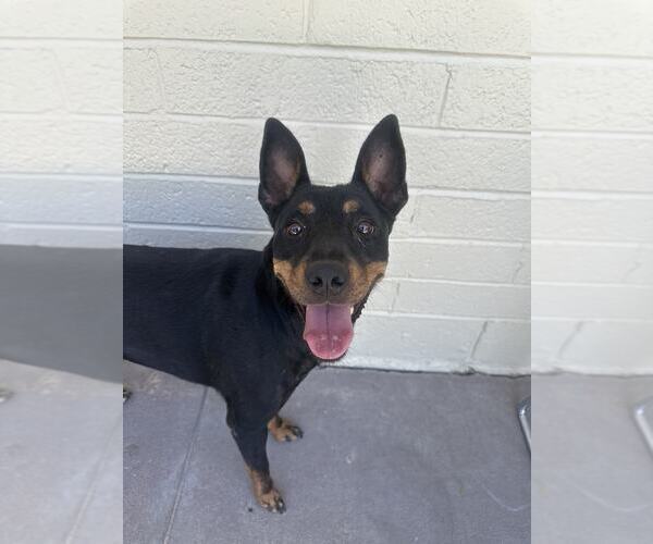 Medium Photo #3 Miniature Pinscher-Unknown Mix Puppy For Sale in Tempe , AZ, USA