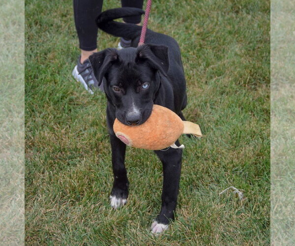 Medium Photo #8 Border Collie-Unknown Mix Puppy For Sale in Huntley, IL, USA