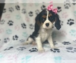 Small #2 Cavalier King Charles Spaniel