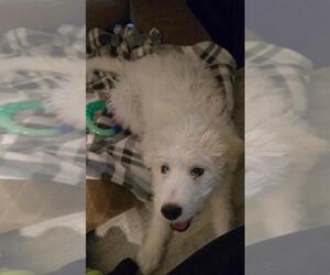 Pyredoodle Puppy for sale in ODESSA, TX, USA