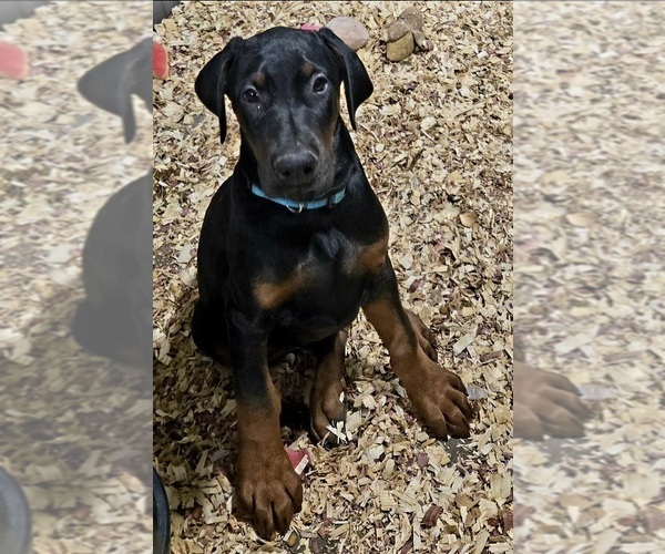 Medium Photo #2 Doberman Pinscher Puppy For Sale in BEGGS, OK, USA