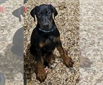 Small #1 Doberman Pinscher