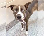 Small American Pit Bull Terrier Mix