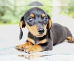 Small Photo #4 Dachshund Puppy For Sale in BOSWELL, IN, USA