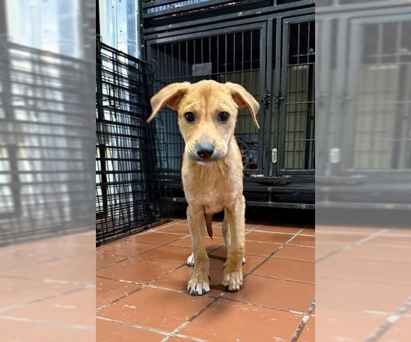 Medium Photo #2 Chiweenie Puppy For Sale in Jefferson, NJ, USA