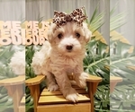 Small Photo #4 Maltese-Poodle (Toy) Mix Puppy For Sale in INDEPENDENCE, MO, USA
