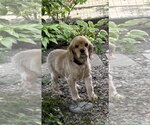 Small #3 Cocker Spaniel