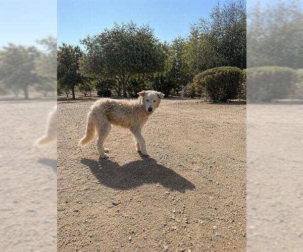 Medium Photo #1 Siberian Husky Puppy For Sale in Riverside, CA, USA