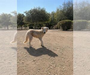 Siberian Husky Dogs for adoption in Riverside, CA, USA