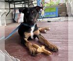 Small Labrador Retriever Mix