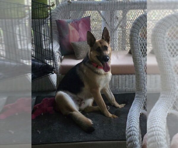 Medium Photo #12 German Shepherd Dog Puppy For Sale in Winston Salem, NC, USA