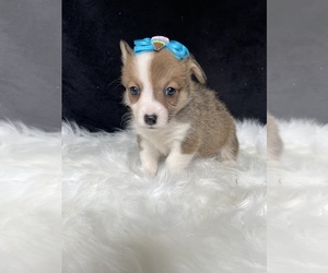 Pembroke Welsh Corgi Puppy for Sale in LANCASTER, Pennsylvania USA