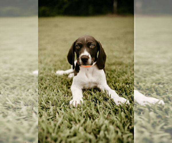 Medium Photo #8 German Shorthaired Pointer Puppy For Sale in GAINESVILLE, GA, USA