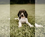 Small Photo #8 German Shorthaired Pointer Puppy For Sale in GAINESVILLE, GA, USA