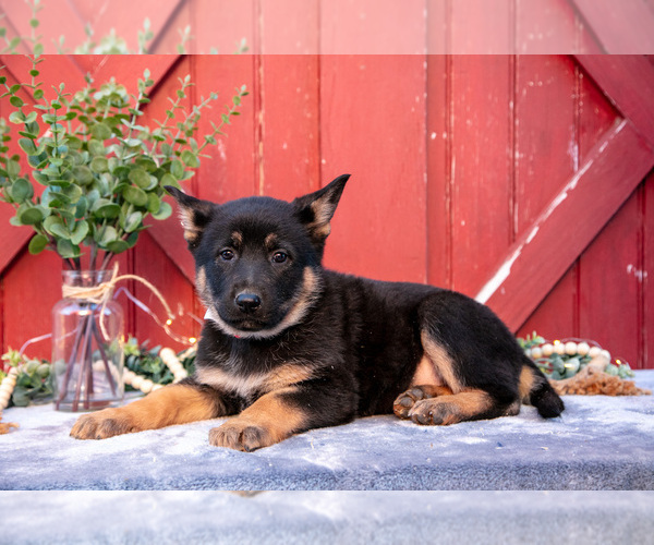 Medium Photo #3 German Shepherd Dog Puppy For Sale in PARKESBURG, PA, USA