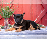 Small Photo #7 German Shepherd Dog Puppy For Sale in PARKESBURG, PA, USA