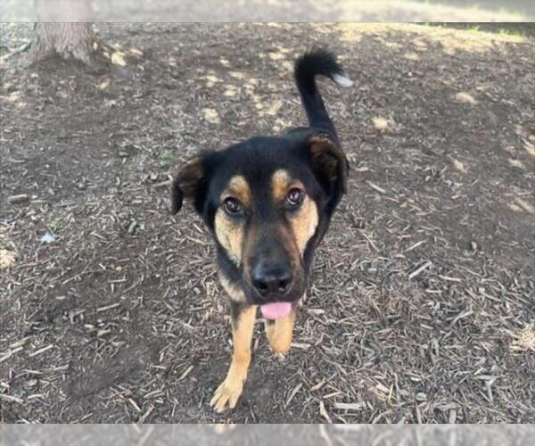 Medium Photo #1 German Shepherd Dog-Unknown Mix Puppy For Sale in Plano, TX, USA
