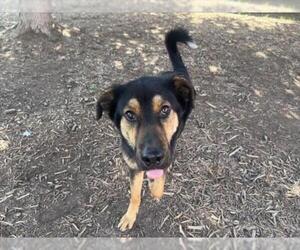 German Shepherd Dog-Unknown Mix Dogs for adoption in Plano, TX, USA