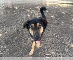 Small German Shepherd Dog Mix