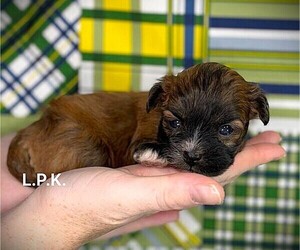 ShihPoo Puppy for sale in WINNSBORO, LA, USA