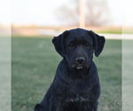 Small Photo #6 Sheprador Puppy For Sale in LOMA, CO, USA