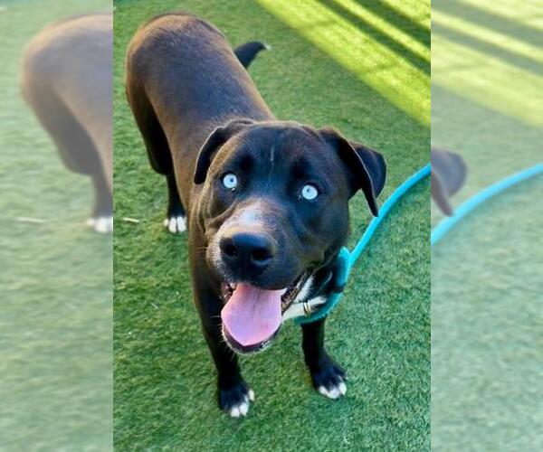 Medium Photo #1 Siberian Husky-Unknown Mix Puppy For Sale in Sacramento, CA, USA