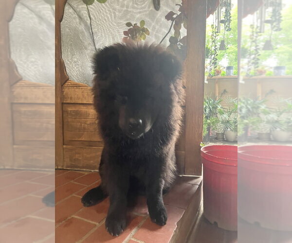 Medium Photo #3 Chow Chow Puppy For Sale in Dana Point, CA, USA