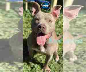 Mutt Dogs for adoption in Binghamton, NY, USA