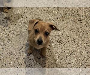 Chihuahua-Unknown Mix Dogs for adoption in Redwood City, CA, USA