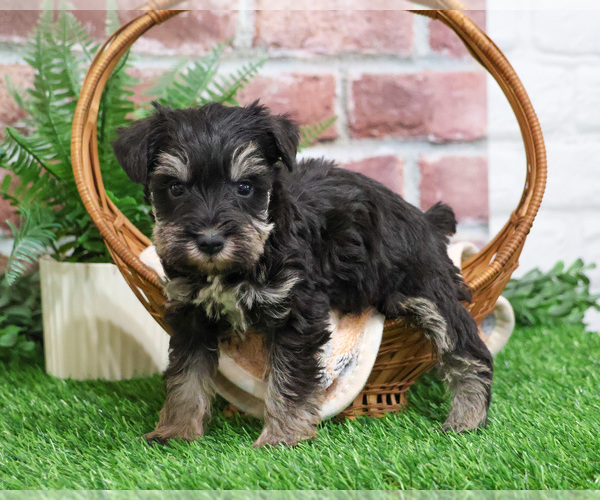 Medium Photo #6 Schnauzer (Miniature) Puppy For Sale in SYRACUSE, IN, USA