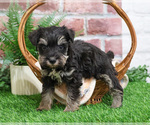 Small #5 Schnauzer (Miniature)