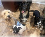 Small #2 Australian Shepherd Mix