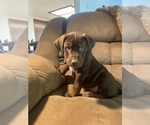 Puppy 3 Catahoula Leopard Dog-Labrador Retriever Mix