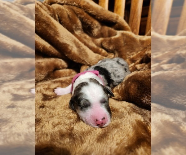 Medium Photo #26 Sheepadoodle Puppy For Sale in LEHI, UT, USA