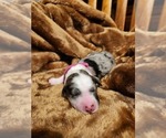Small Photo #26 Sheepadoodle Puppy For Sale in LEHI, UT, USA