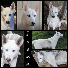 Mother of the Wolf Hybrid puppies born on 02/09/2019