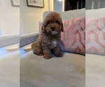 Small Photo #7 Cavapoo Puppy For Sale in LAS VEGAS, NV, USA