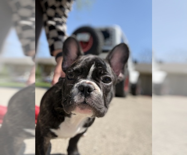 Medium Photo #9 French Bulldog Puppy For Sale in YORKTOWN, IN, USA