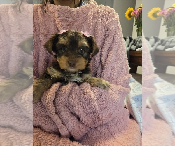 Medium Photo #10 Yorkshire Terrier Puppy For Sale in RHOADESVILLE, VA, USA