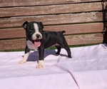 Small #4 Boston Terrier