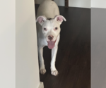 Small #5 Mutt