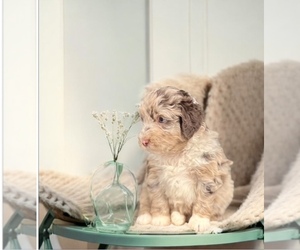 Aussiedoodle Miniature Litter for sale in AIKEN, SC, USA