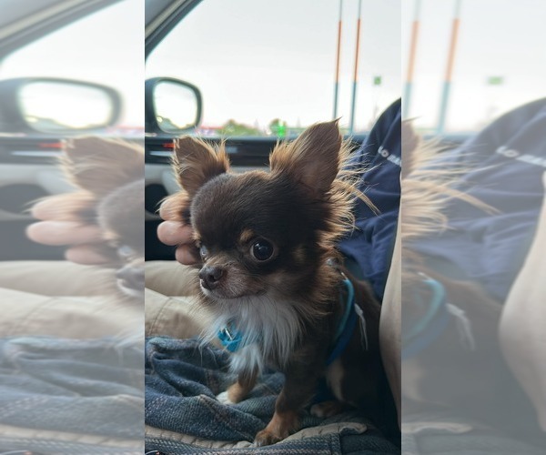 Medium Photo #1 Chihuahua Puppy For Sale in HANCOCK, MI, USA