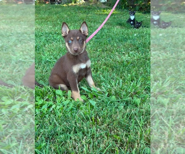Medium Photo #8 Doberman Pinscher-German Shepherd Dog Mix Puppy For Sale in HOPKINSVILLE/PRINCETON, KY, NH, USA