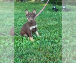 Small #7 Doberman Pinscher-German Shepherd Dog Mix