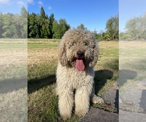 Mother of the English Springer Spaniel-Saint Berdoodle Mix puppies born on 04/10/2024