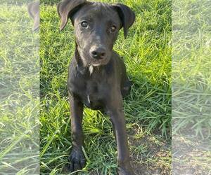 Labrador Retriever Dogs for adoption in Poplar Bluff, MO, USA