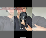 Small #44 Bernedoodle