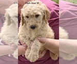 Small Photo #1 Goldendoodle Puppy For Sale in CROTON, MI, USA
