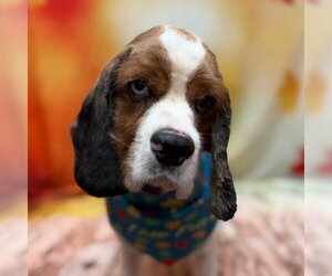 Roux - Male Cocker Spaniel Dog for Adoption - Photo #4